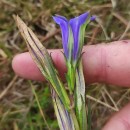 Gentiana pneumonanthe L.Gentiana pneumonanthe L.