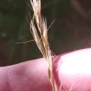 Gaudinia fragilis (L.) Beauv.Gaudinia fragilis (L.) Beauv.