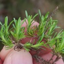 Thymus caespititius Brot.Thymus caespititius Brot.