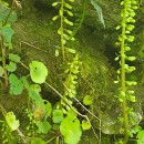 Umbilicus rupestris (Salisb.) DandyUmbilicus rupestris (Salisb.) Dandy