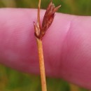 Eleocharis multicaulis (Sm.) Desv.Eleocharis multicaulis (Sm.) Desv.