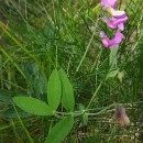 Lathyrus linifolius (Reichard) BässlerLathyrus linifolius (Reichard) Bässler