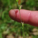 Carex divulsa  StokesCarex divulsa  Stokes