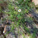 Erigeron karvinskianus DC.Erigeron karvinskianus DC.