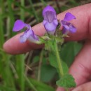 Prunella grandiflora (L.) SchollerPrunella grandiflora (L.) Scholler