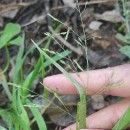 Panicum dichotomiflorum Michx.Panicum dichotomiflorum Michx.