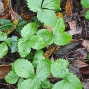 Fragaria vesca L.Fragaria vesca L.