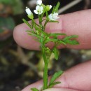 Cardamine flexuosa With.Cardamine flexuosa With.