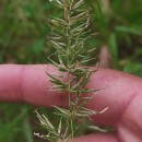Anthoxanthum amarum Brot.Anthoxanthum amarum Brot.