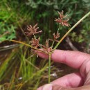 Cyperus longus L.Cyperus longus L.