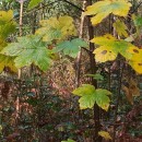 Acer pseudoplatanus L.Acer pseudoplatanus L.