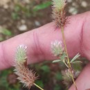 Trifolium arvense L.Trifolium arvense L.