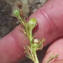 Matricaria discoidea DC.Matricaria discoidea DC.
