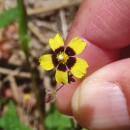 Tuberaria guttata (L.) Fourr.Tuberaria guttata (L.) Fourr.
