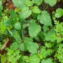 Lamium maculatum L.Lamium maculatum L.