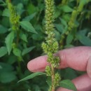 Amaranthus powellii S. WatsonAmaranthus powellii S. Watson
