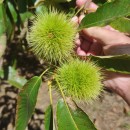 Castanea sativa Mill.Castanea sativa Mill.