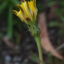 Hypochaeris radicata L.Hypochaeris radicata L.