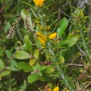 Ulex gallii Planch. subsp. galliiUlex gallii Planch. subsp. gallii