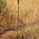 Eryngium duriaei J. Gay ex Boiss. subsp. duriaei J. Gay ex Boiss.Eryngium duriaei J. Gay ex Boiss. subsp. duriaei J. Gay ex Boiss.