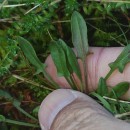 Rumex acetosella  L.Rumex acetosella L.