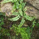 Asplenium trichomanes L. subsp. quadrivalens D.E. Mey.Asplenium trichomanes L. subsp. quadrivalens D.E. Mey.