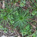 Plantago coronopus L.Plantago coronopus L.