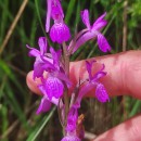Dactylorhiza elata (Poir.) SoóDactylorhiza elata (Poir.) Soó