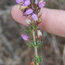 Erica cinerea L.Erica cinerea L.