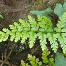 Asplenium obovatum Viv. subsp. billotii (F.W.Schultz) O.Bolòs, Vigo, Masalles & NinotAsplenium obovatum Viv. subsp. billotii (F.W.Schultz) O.Bolòs, Vigo, Masalles & Ninot