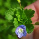 Veronica persica Poir.Veronica persica Poir.