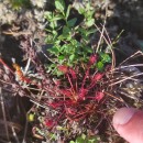 Drosera intermedia HayneDrosera intermedia Hayne