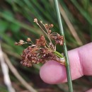 Juncus effusus L.Juncus effusus L.