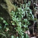 Saxifraga spathularis Brot.Saxifraga spathularis Brot.