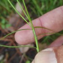 Isolepis fluitans (L.) R.Br.Isolepis fluitans (L.) R.Br.