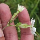 Silene latifolia Poir.Silene latifolia Poir.