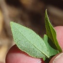 Lonicera periclymenum L. subsp. periclymenumLonicera periclymenum L. subsp. periclymenum