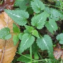 Lamium maculatum L.Lamium maculatum L.