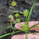Cyperus eragrostis Lam.Cyperus eragrostis Lam.