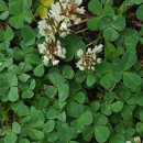 Trifolium occidentale CoombeTrifolium occidentale Coombe