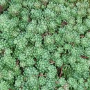 Sedum hirsutum All.Sedum hirsutum All.