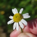 Anthemis arvensis L. subsp. arvensisAnthemis arvensis L. subsp. arvensis