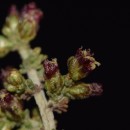 Artemisia herba-alba AssoArtemisia herba-alba Asso
