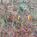 Narcissus cyclamineus DC.Narcissus cyclamineus DC.