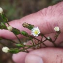Symphyotrichum squamatum (Spreng.) G.L.NesomSymphyotrichum squamatum (Spreng.) G.L.Nesom