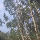 Eucalyptus pauciflora Sieber ex Spreng.Eucalyptus pauciflora Sieber ex Spreng.