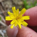 Leontodon saxatilis Lam.Leontodon saxatilis Lam.