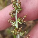 Gamochaeta coarctata (Willd.) KerguélenGamochaeta coarctata (Willd.) Kerguélen