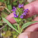 Prunella vulgaris L.Prunella vulgaris L.