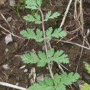 Erodium cicutarium (L.) L'Hér. ex Ait.Erodium cicutarium (L.) L'Hér. ex Ait.